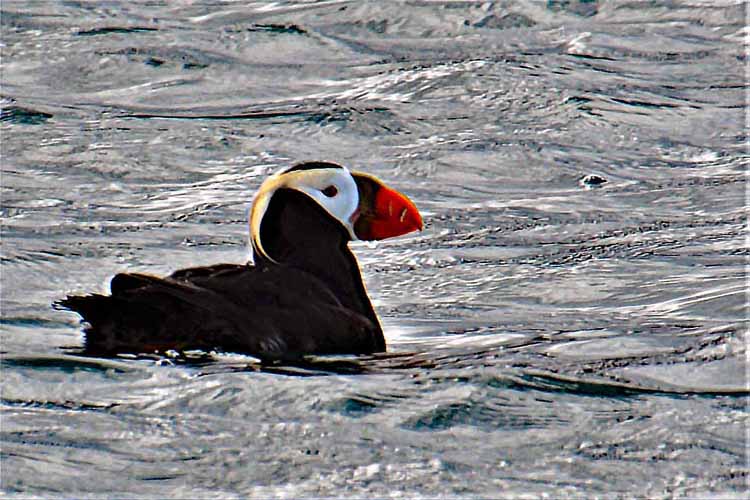 tufted puffin in water